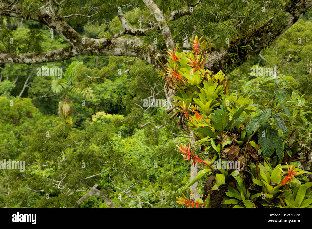 Amazon rainforest canopy view with flowering Bromeliad epiphytes growing on a branch of a giant Ceiba tree. Tiputini Biodiversity Station, Amazon Rainforest, Ecuador, January. Stock Photo