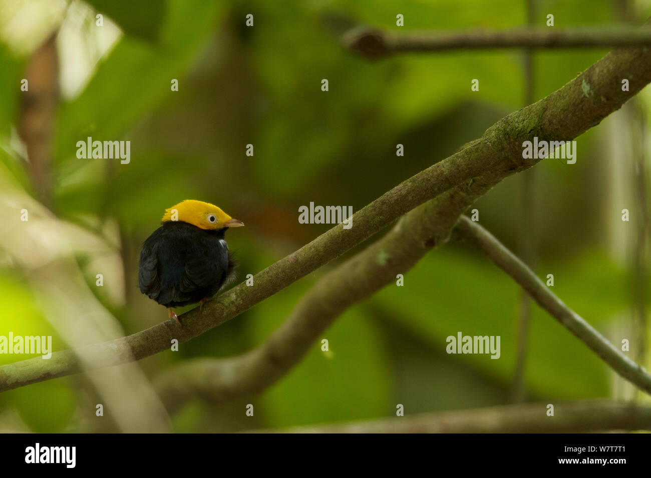 Male Golden-headed Manakin (Pipra erythrocephala) at a canopy perch. Tiputini Biodiversity Station, Amazon Rainforest, Ecuador, January. Stock Photo