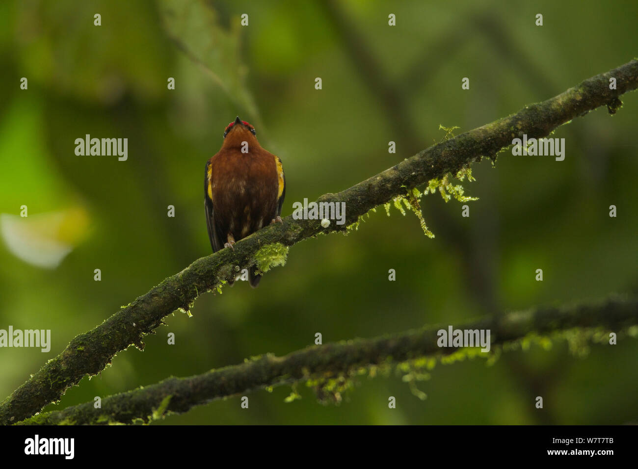 Clubwinged Manakin (Machaeropterus deliciosus). Endemic, Milpe