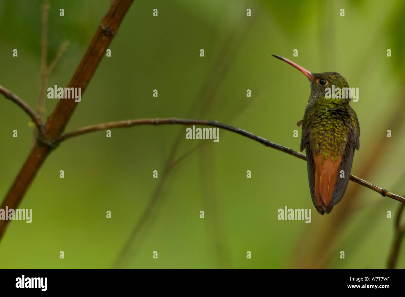 Rufous-tailed Hummingbird (Amazilia tzacatl), Milpe Cloudforest Reserve, Ecuador, January. Stock Photo