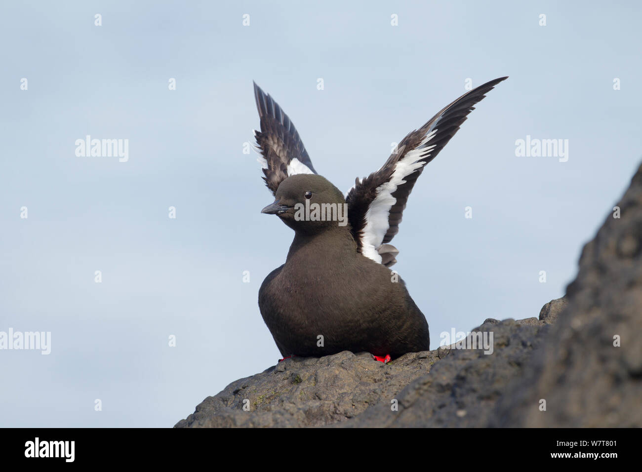 Black Guillemot (Cepphus grylle) stretching wings on rock, Flatey Island, Iceland, June. Stock Photo