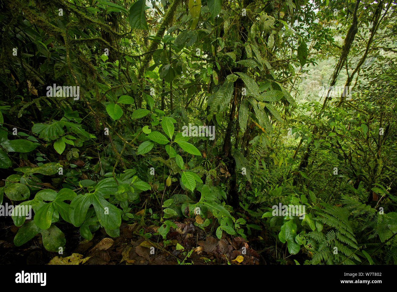 Cloud forest interior view, Milpe Cloudforest Reserve, Ecuador, February. Stock Photo