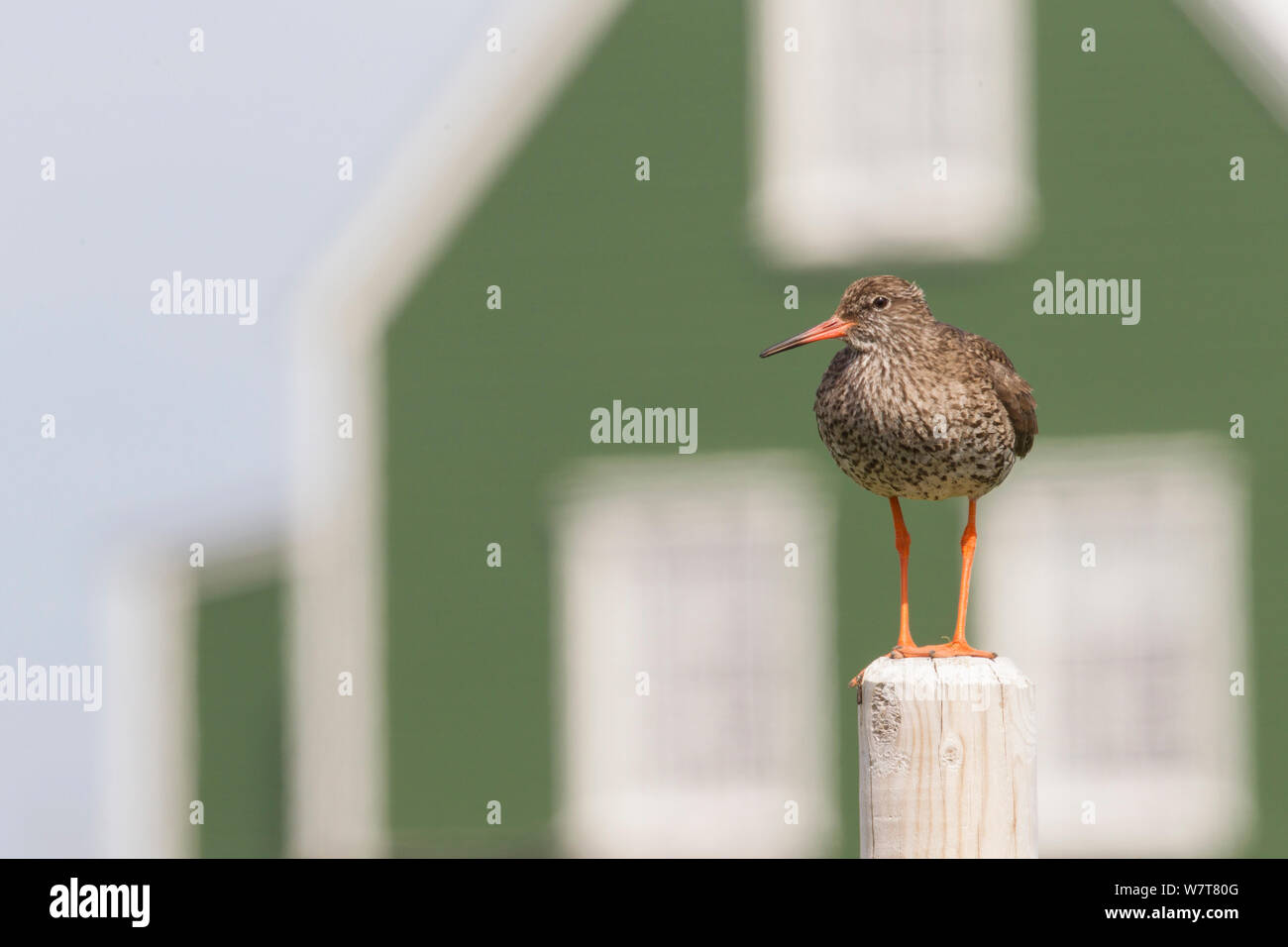 Redshank (Tringa totanus) perched in front of house, Flatey Island, Iceland, June. Stock Photo