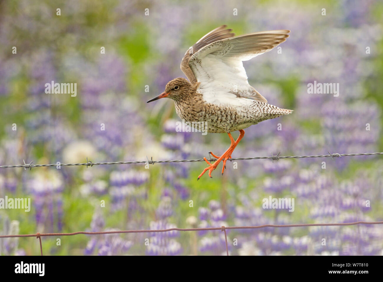 Redshank (Tringa totanus) perched on wire fence in field of Lupins, Iceland, June Stock Photo