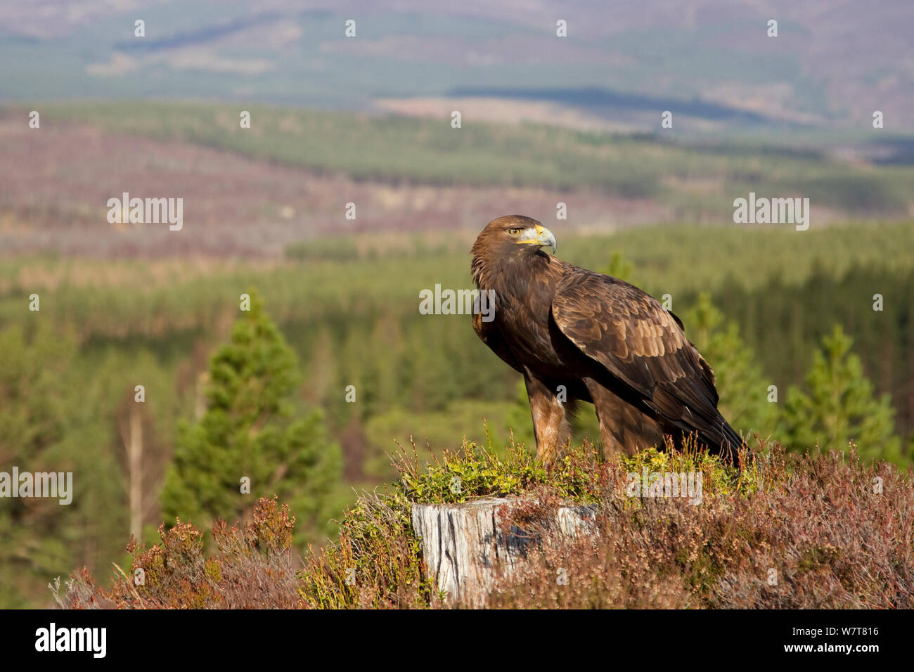 Golden Eagle Scotland Stock Photos Golden Eagle Scotland