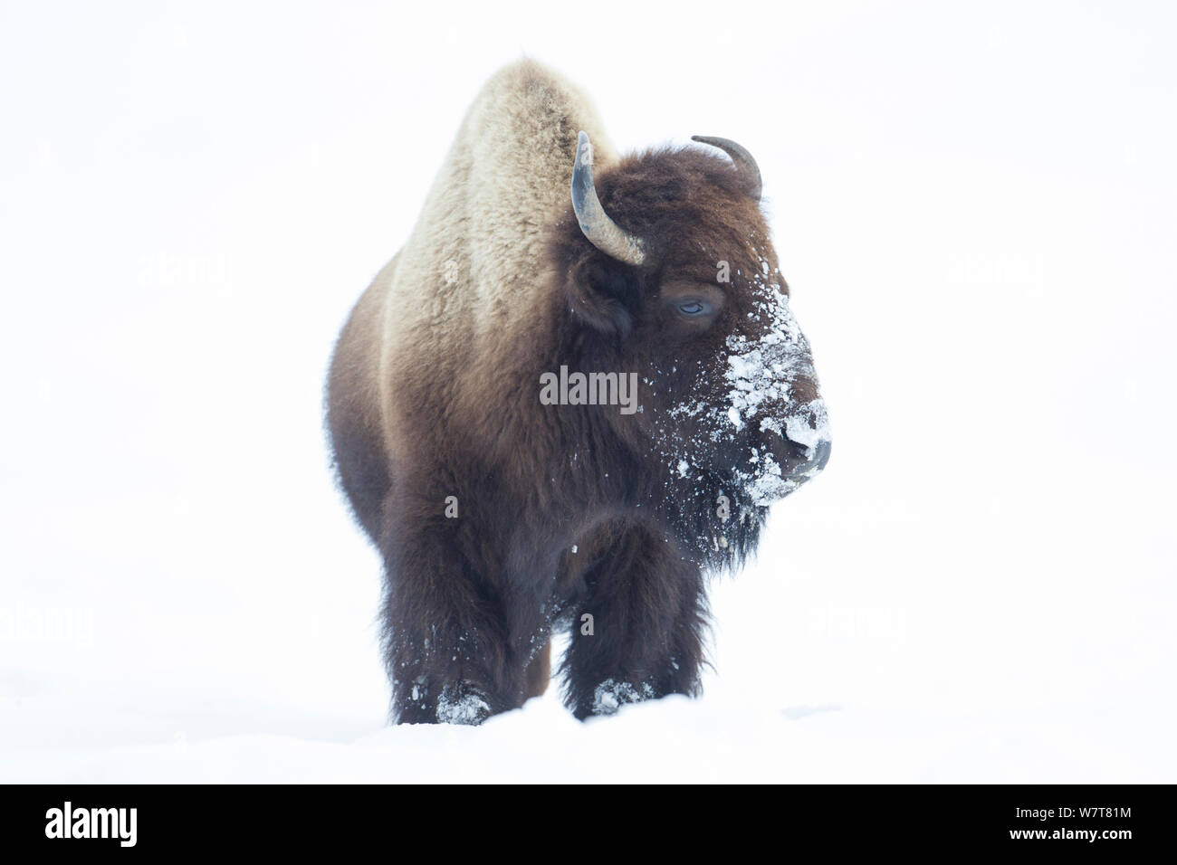 American Bison (Bison bison) walking through snow field, Hayden Valley,Yellowstone National Park, Wyoming, USA, January. Stock Photo
