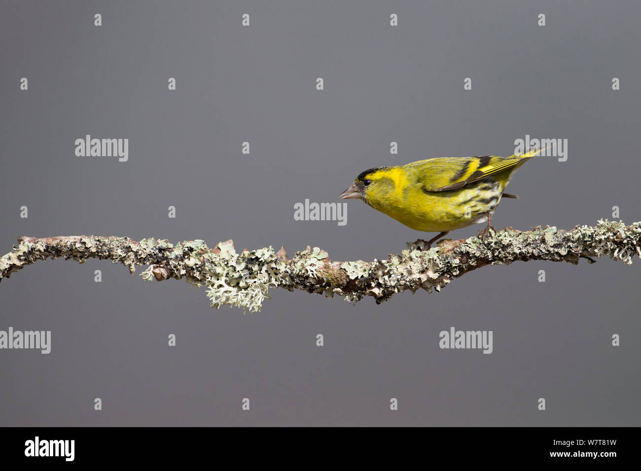 Male Siskin (Carduelis spinus) perched on lichen-covered branch, Cairngorms National Park, Scotland, May. Stock Photo
