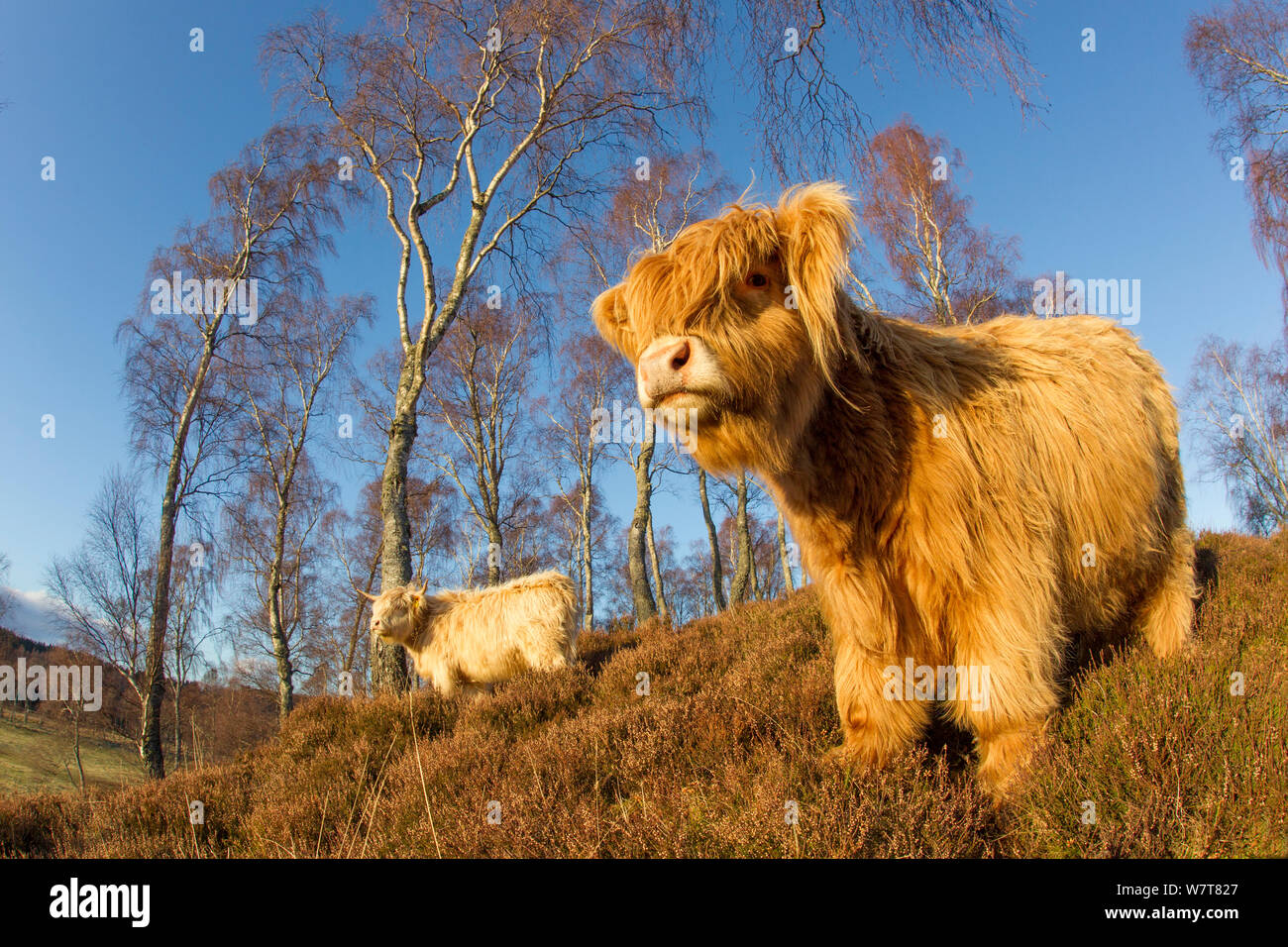 Highland Cattle in native birch woodland, Glenfeshie, Caringorms National Park, Scotland, February. Stock Photo