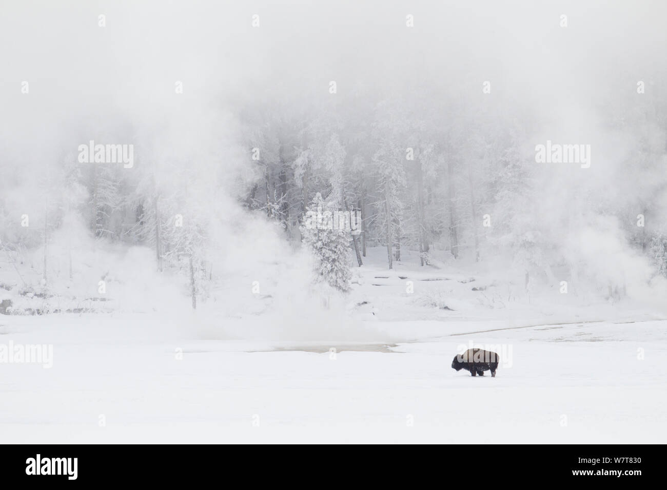 American Bison (Bison bison) standing in front of winter geysers, Yellowstone National Park, Wyoming, USA, February 2013.. Stock Photo