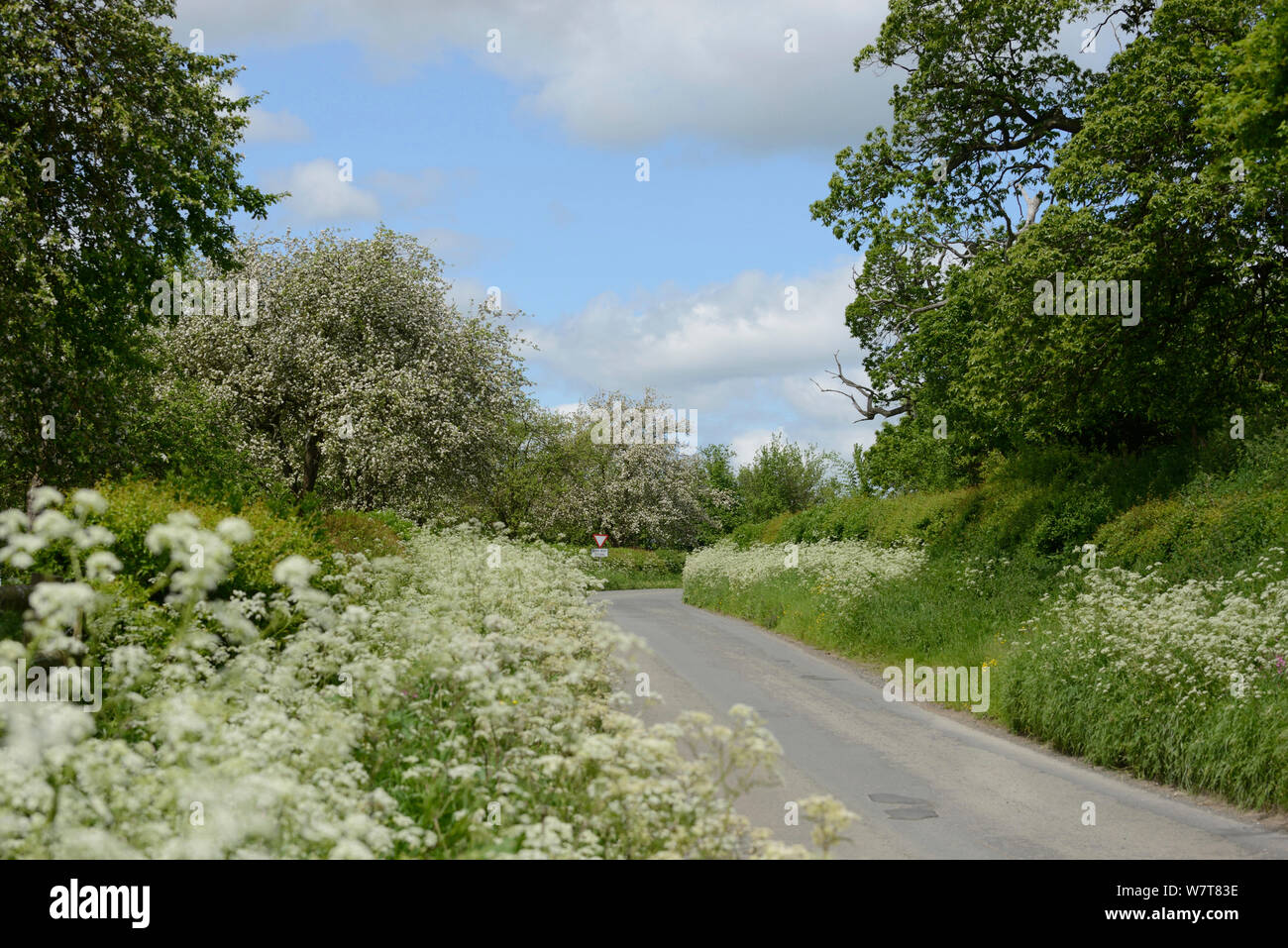 Flower-rich road verge with Cow Parsley (Anthriscus sylvestris) and flowering cider apple trees in background, Herefordshire, UK, June. Stock Photo