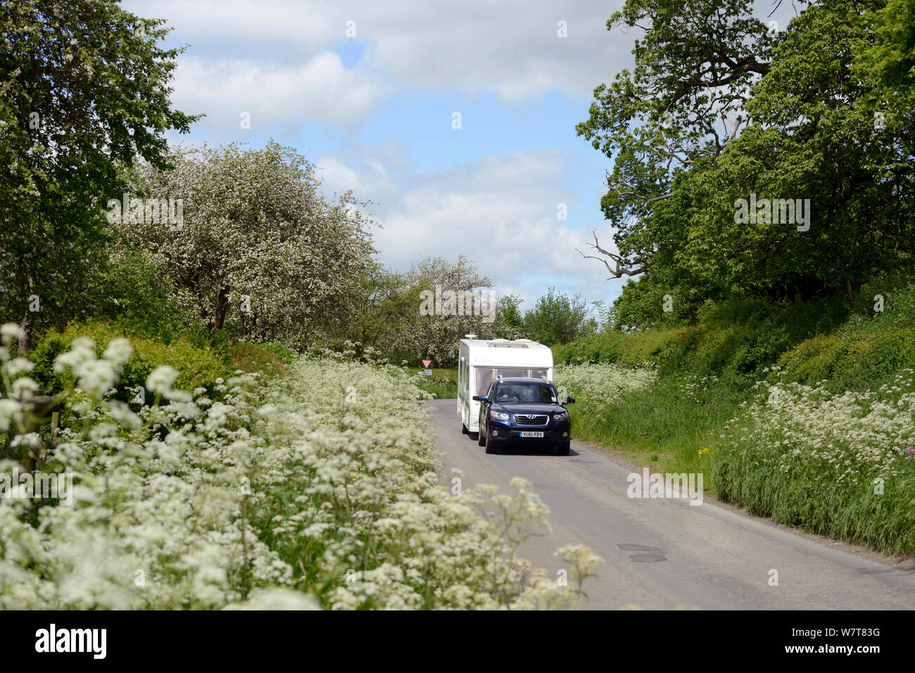 Car towing caravan down road with verge of flowering Cow Parsley (Anthriscus sylvestris) and flowering cider apple trees in background, Herefordshire, UK, June. Stock Photo