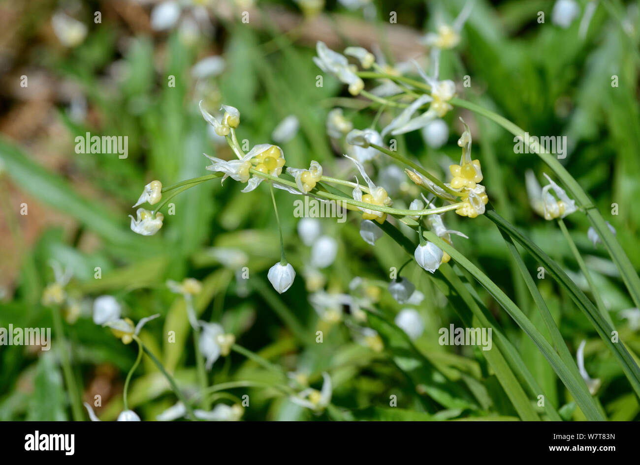 Few-flowered Garlic (Allium paradoxum) with flowers and bulbils, Herefordshire, England, UK, May. Stock Photo