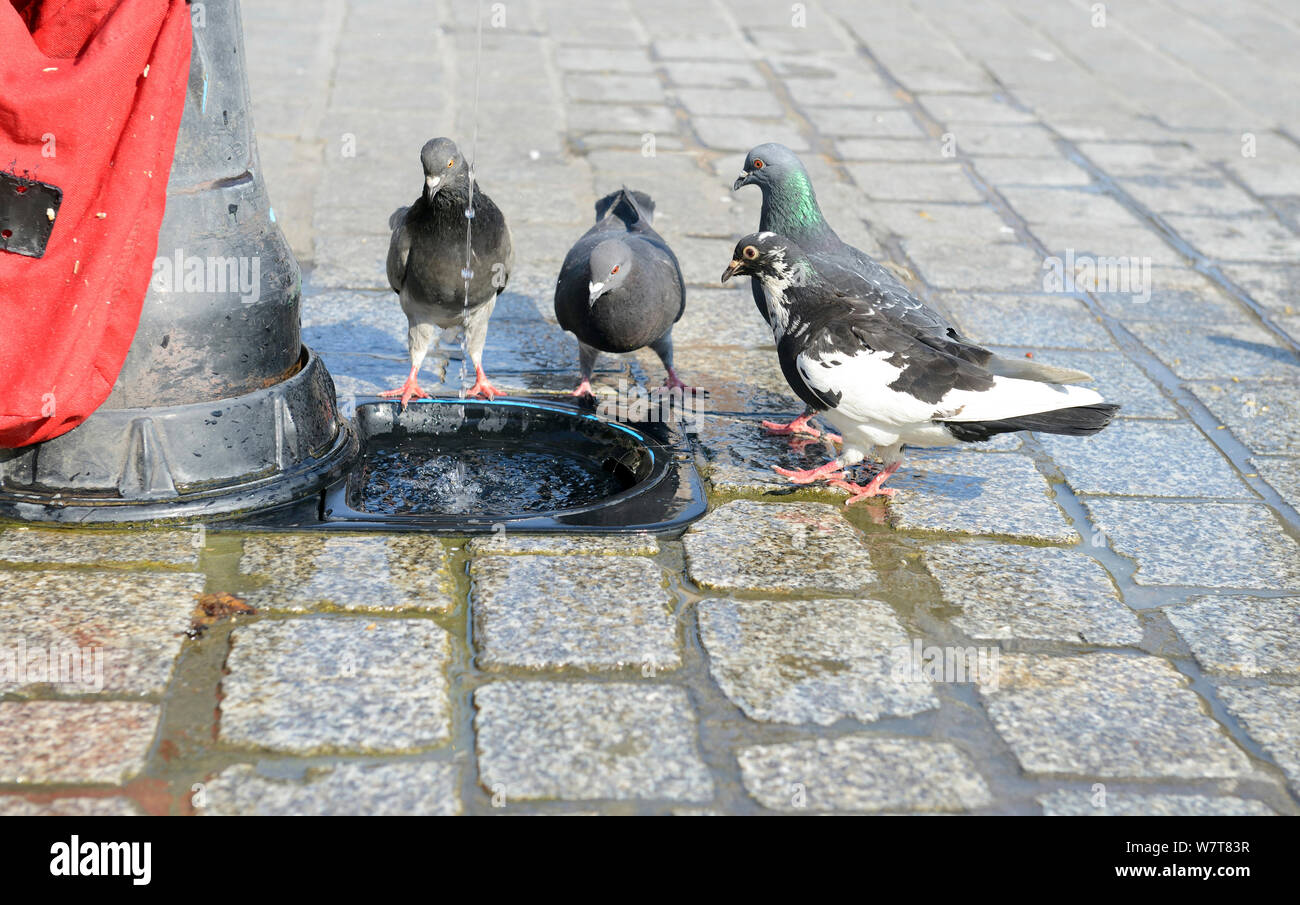 Feral Pigeons (Columbia livia) drinking from minature trough below a  hydrant in the Market Square at Krakow, Poland, July Stock Photo - Alamy