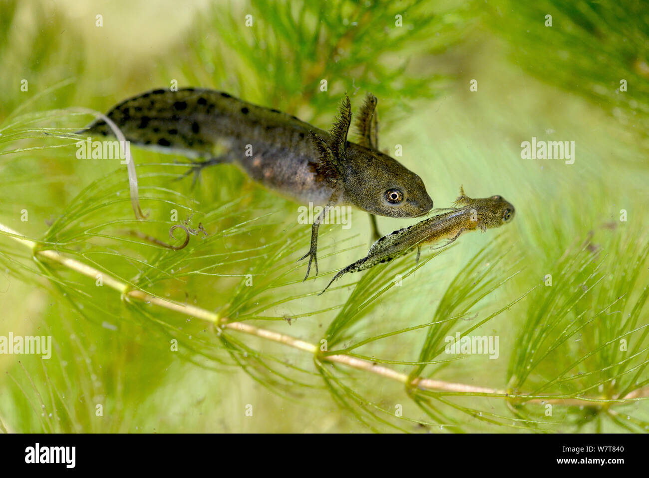 Great Crest Newt (Triturus cristatus) tadpole in mid stage of development stalking younger tadpole, captive, Herefordshire, England, UK, August. Stock Photo