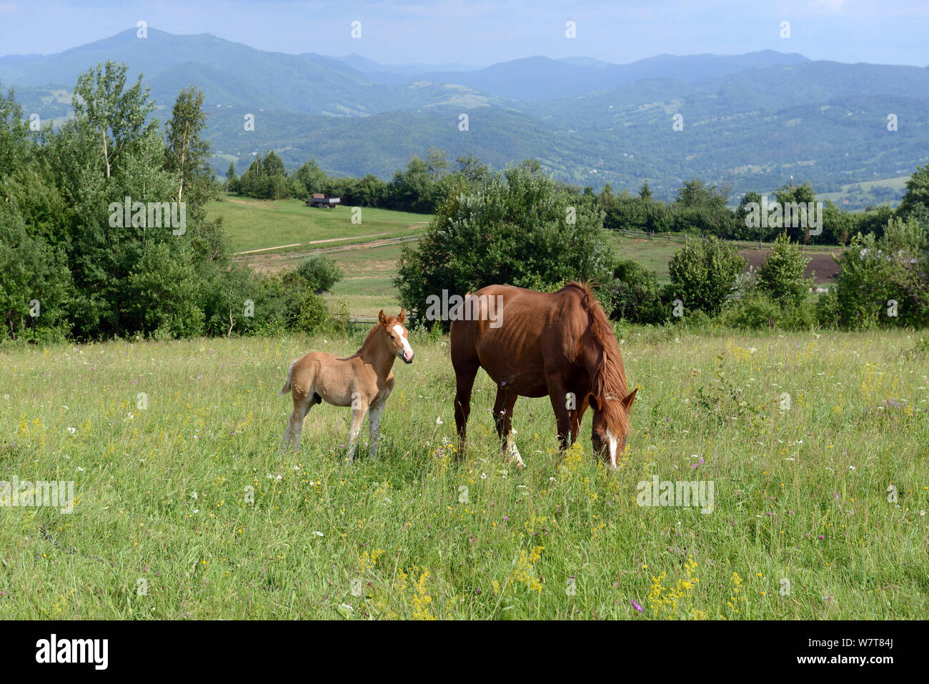 Foal and mare (Equus caballus) in flower-rich pasture in the foothills of the Carpathian Mountains, Ukraine, June 2013. Stock Photo