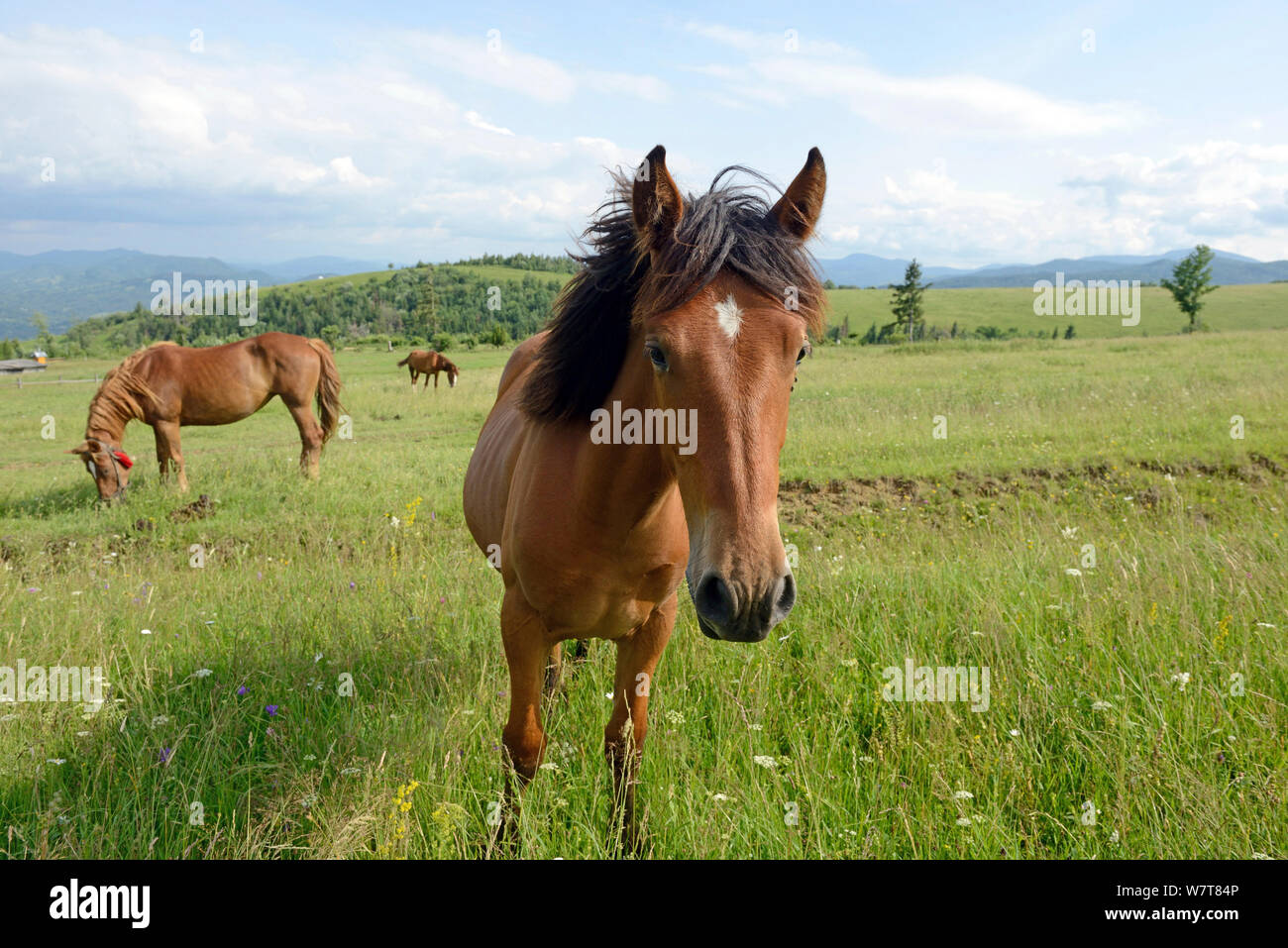 Hutsul foal and mare (Equus caballus) in flower-rich pasture in the foothills of the Carpathian Mountains, Ukraine, June 2013. Stock Photo