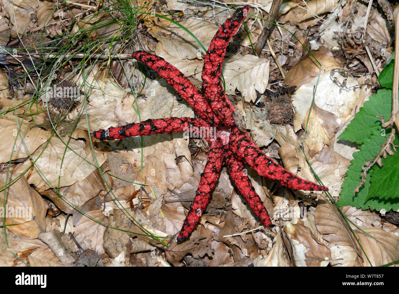 Octopus Stinkhorn (Clathrus archeri) growing in beechwood, Transcarpathia, Ukraine, July. Stock Photo