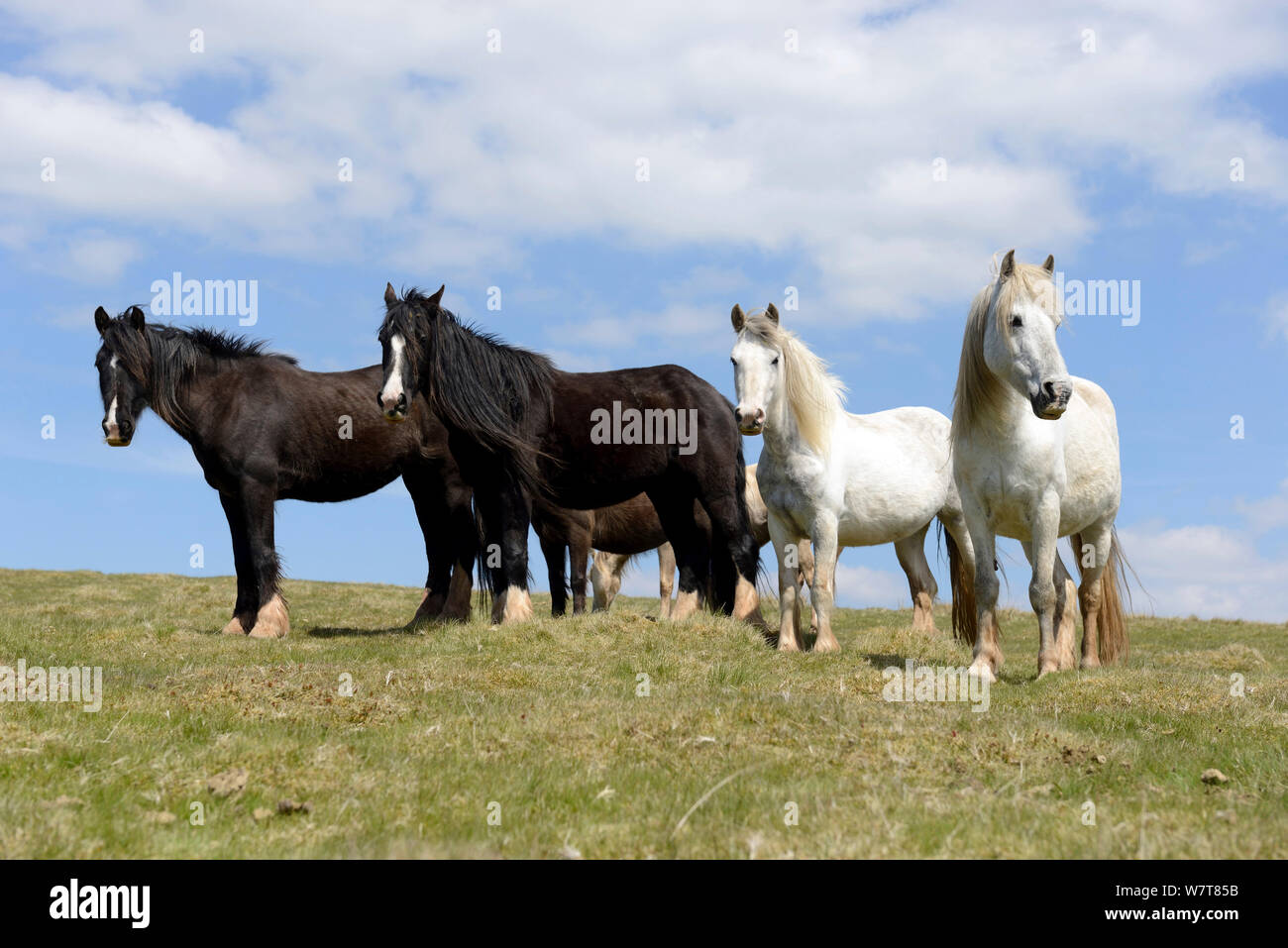 Two Black Gypsy Cobs and two Welsh Ponies (Equus caballus), Cefn Hill, Herefordshire, England, May. Stock Photo