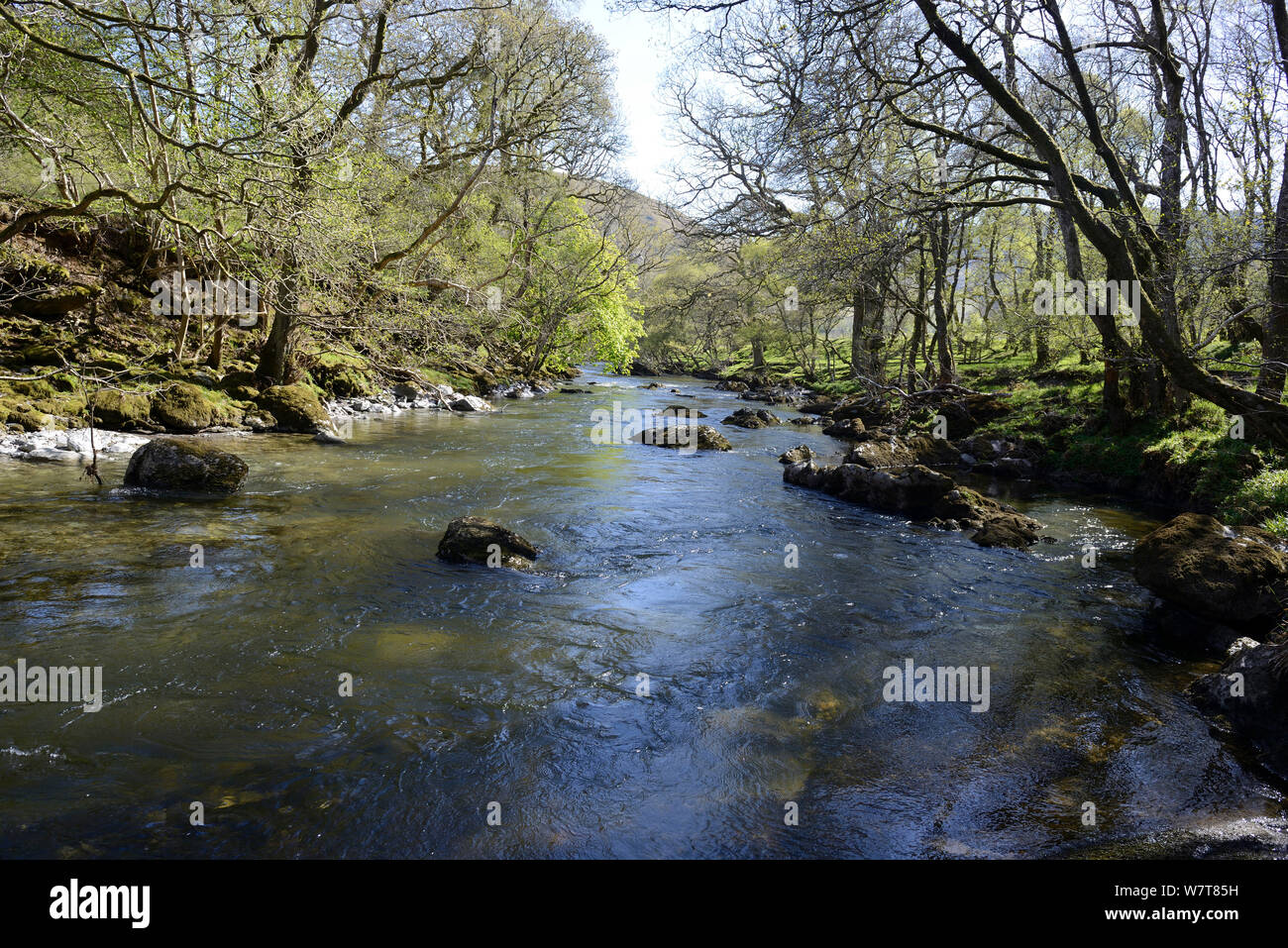 River Wye near Pont Marteg passing through Sessile Oak (Quercus petrea) woodland, Rhadnorshire, Wales, April 2013. Stock Photo