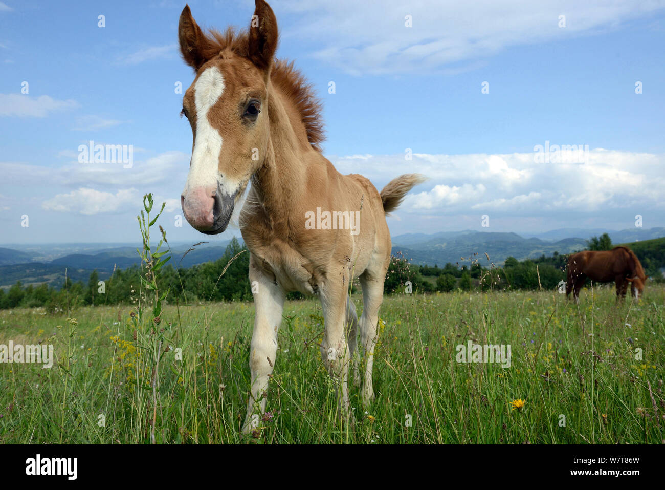 Hutsul foal (Equus caballus) in flower-rich pasture in the foothills of the Carpathian Mountains, Transcarpathia, Ukraine, June 2013. Stock Photo