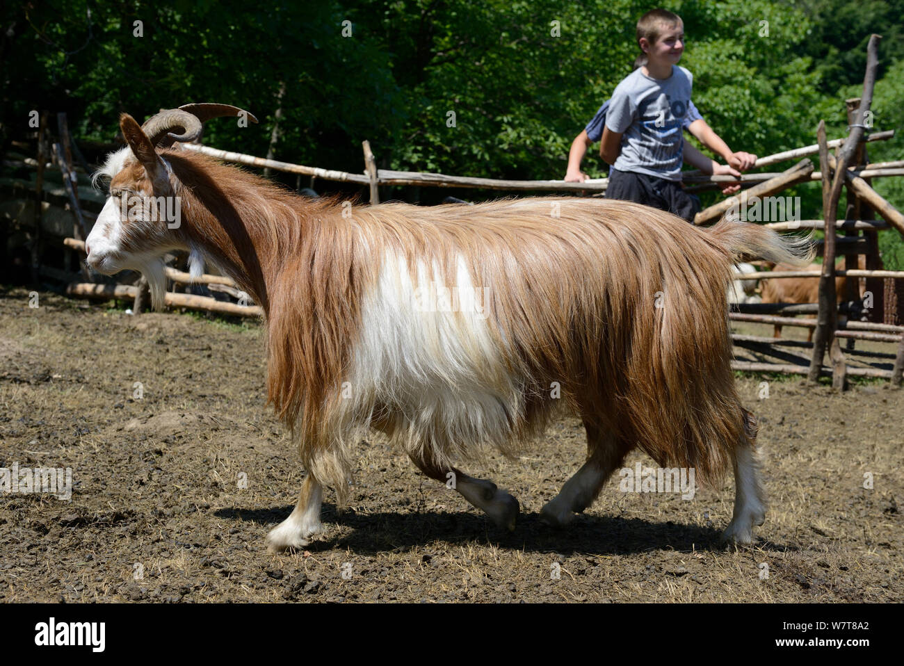 Long haired goat resting in the sunshine Stock Photo - Alamy
