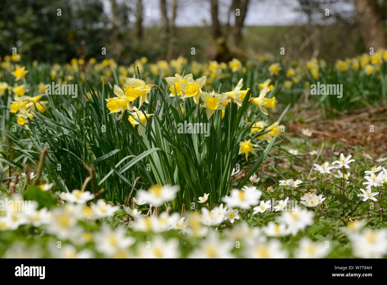 Wild Daffodils (Narcissus pseudonarcissus) and Wood Anemones (Anemone nemorosa), ancient woodland, Herefordshire, England, UK, April. Stock Photo