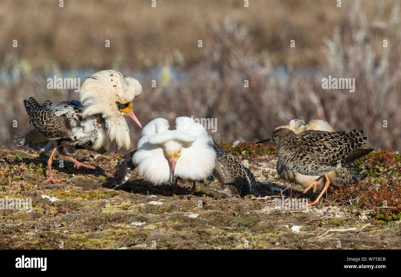 Female (Reeve) surrounded by a group of three displaying satellite male ...