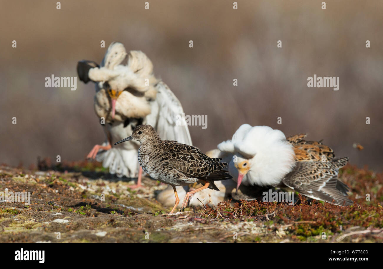 Female (Reeve) surrounded by a group of three displaying satellite male ...