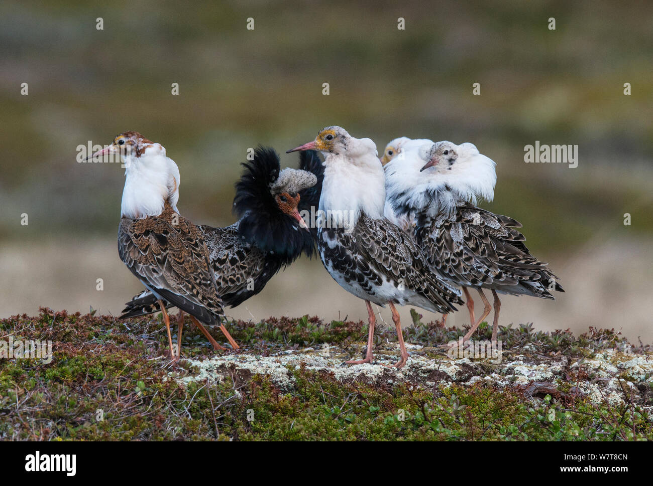 Ruffs five 5 hi-res stock photography and images - Alamy