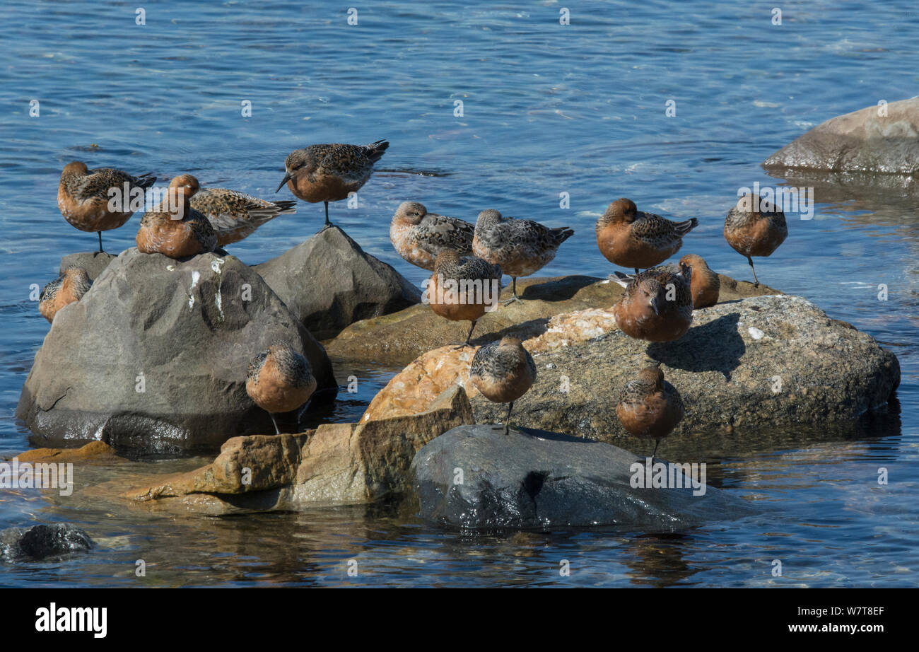 Red Knots  (Calidris canutus) resting on migration. Ekkerroy Harbour, Varanger fjord, Finmark, Norway, May. Stock Photo