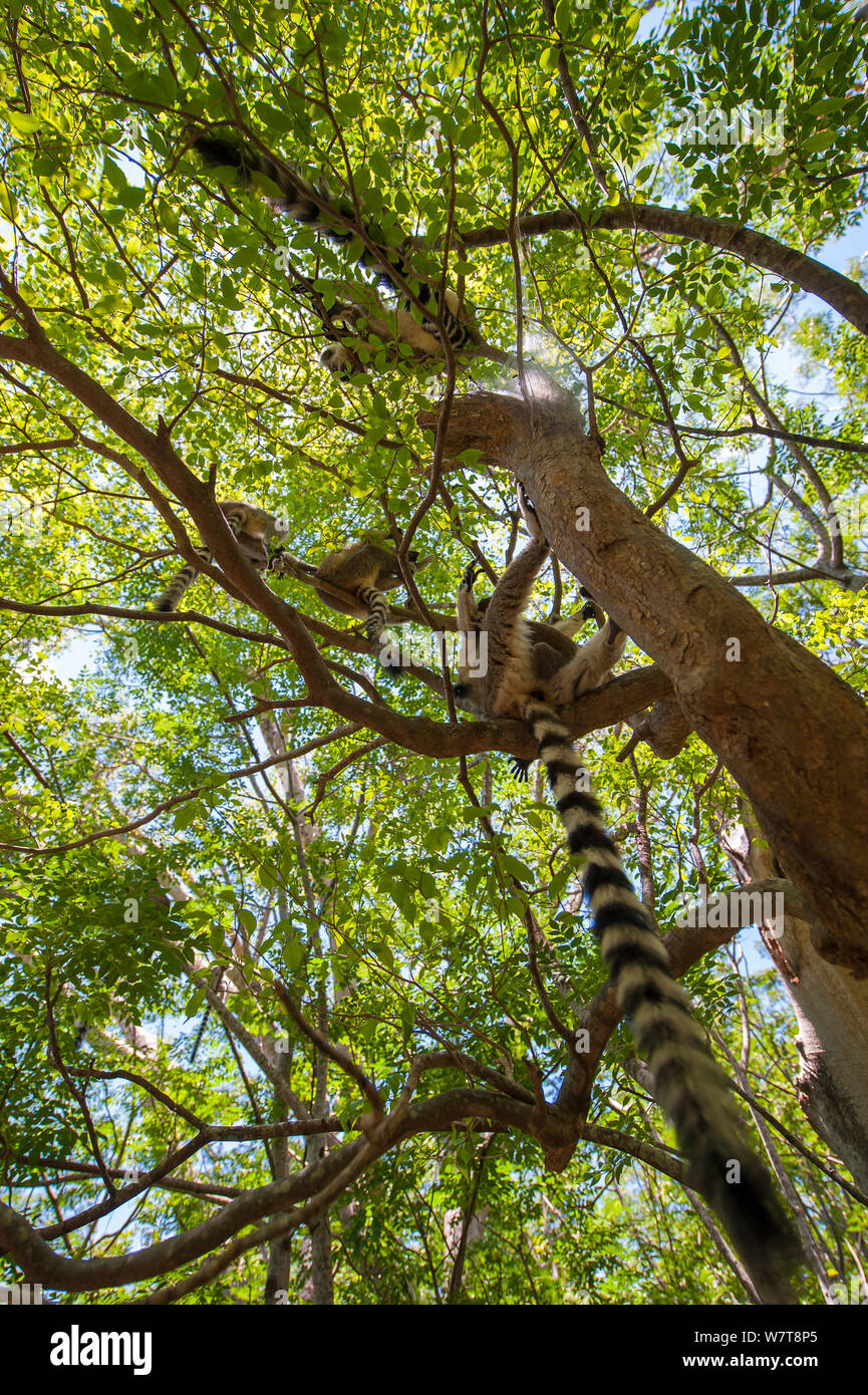 Ring-tailed lemur (Lemur catta) group in tree in Anja Private Reserve, near Ambalavao, Central Madagascar. Stock Photo