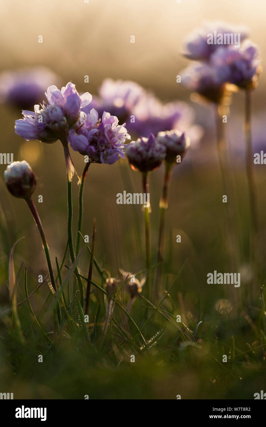 Thrift (Armeria maritima) flowering at 'Uthorn' Nature Reserve, List, Island of Sylt, Wadden Sea National Park, UNESCO World Heritage Site,  Germany. Stock Photo