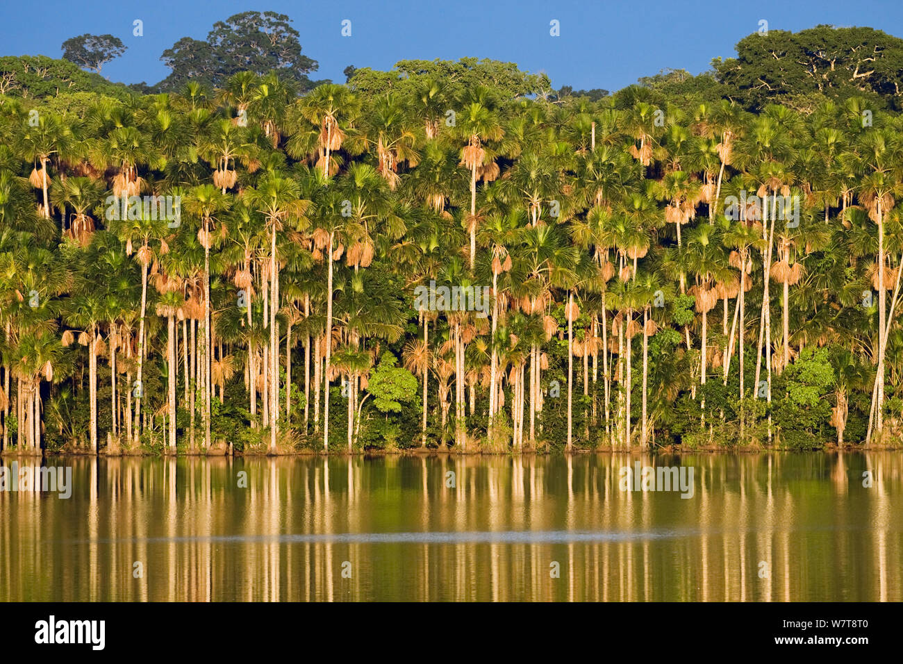 Mauriti Palm Trees (Mauritia flexuosa) at Sandoval Lake, Tambopata National Reserve, Peru, South America. Stock Photo