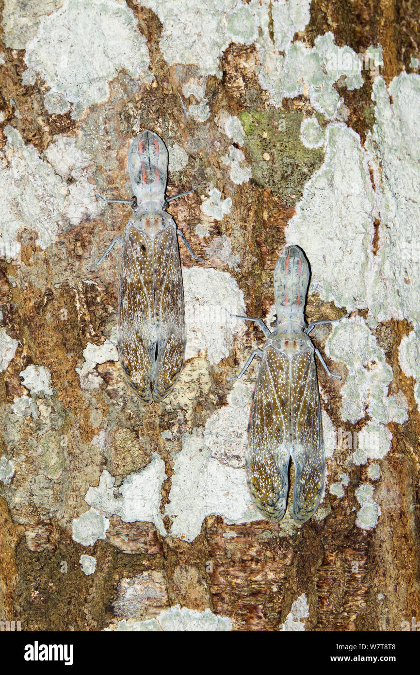 Lantern Bugs (Fulgora laternaria) camouflaged on tree trunk in rainforest at Tambopata river, Tambopata National Reserve, Peru, South America. Stock Photo