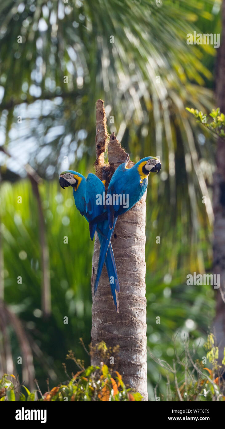 Blue-and-Yellow Macaws (Ara ararauna) on tree trunk, in tropical rainforest,  Tambopata National Reserve, Peru, South America Stock Photo - Alamy