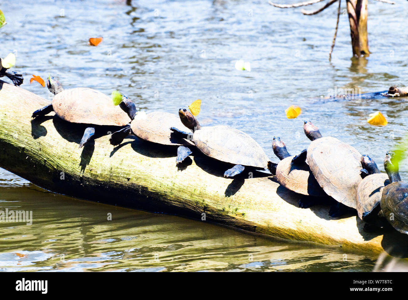 Amazon River Turtles (Podocnemis unifilis) basking on log on river, Tambopata National Reserve, Peru, South America. Stock Photo