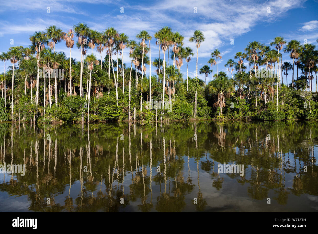 Mauriti Palm Trees (Mauritia flexuosa) at Sandoval Lake, Tambopata