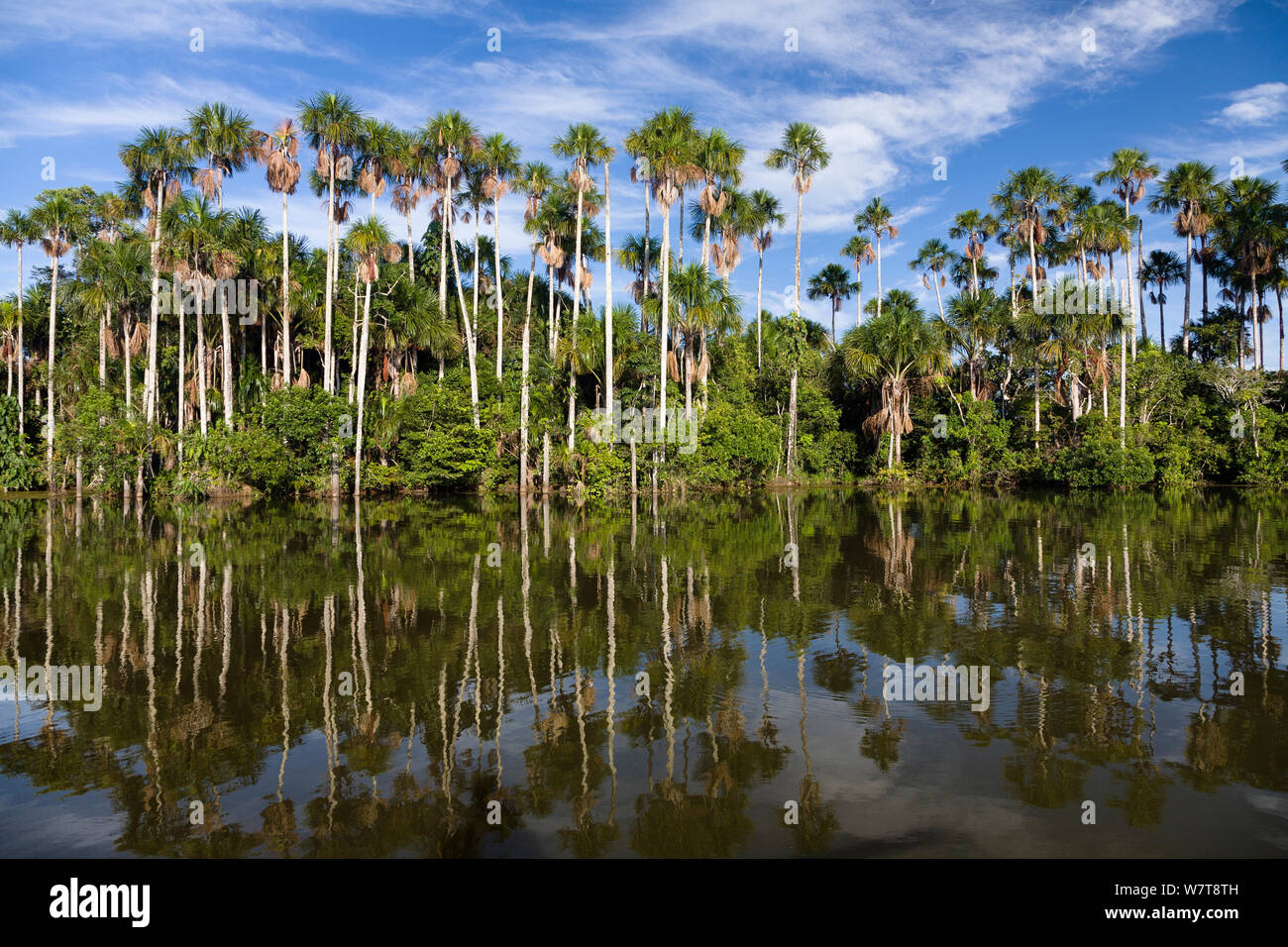 Mauriti Palm Trees (Mauritia flexuosa) at Sandoval Lake,  Tambopata National Reserve, Peru, South America. Stock Photo