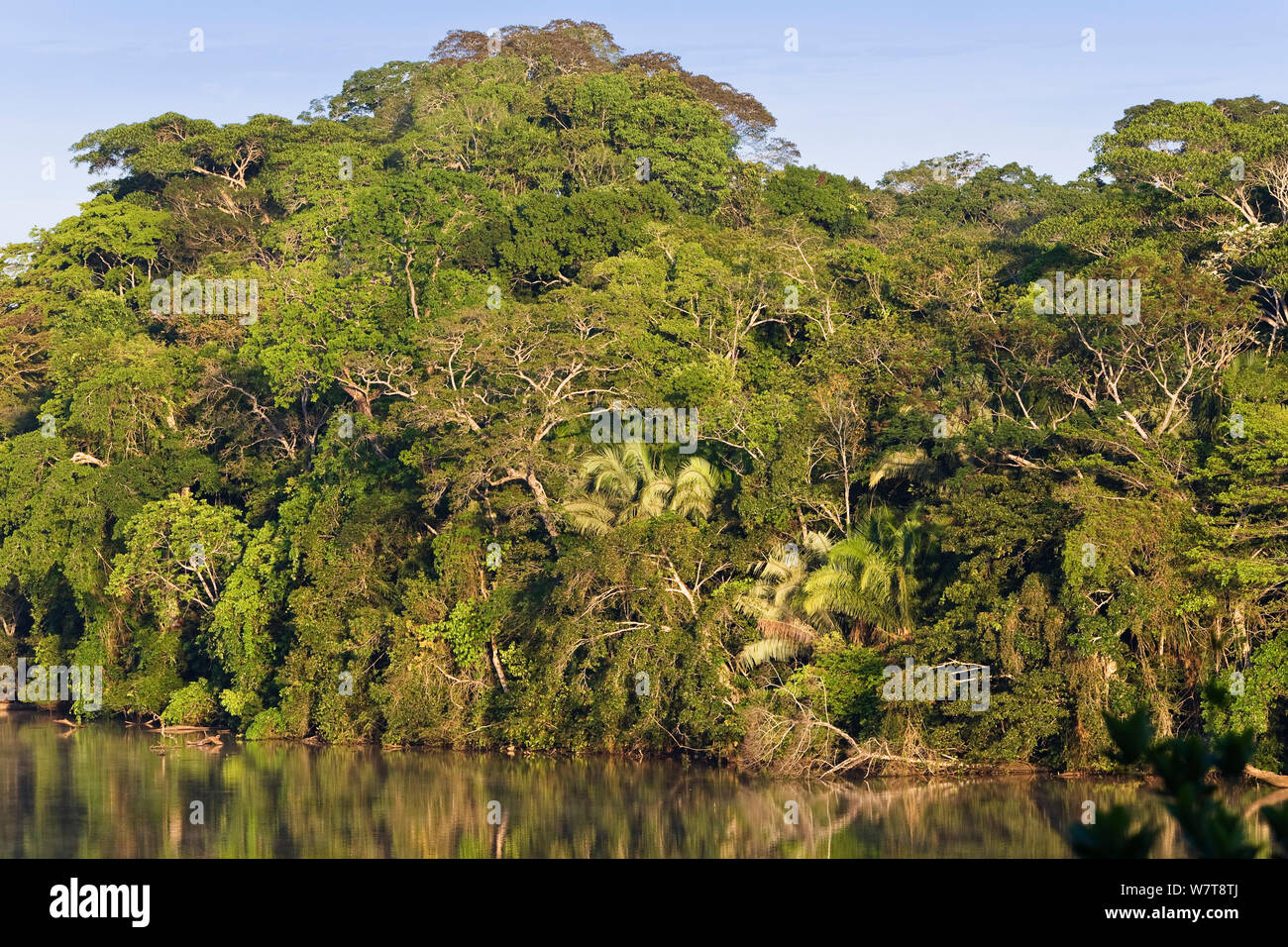 Tropical rainforest at Sandoval Lake, Tambopata National Reserve, Peru, South America. Stock Photo
