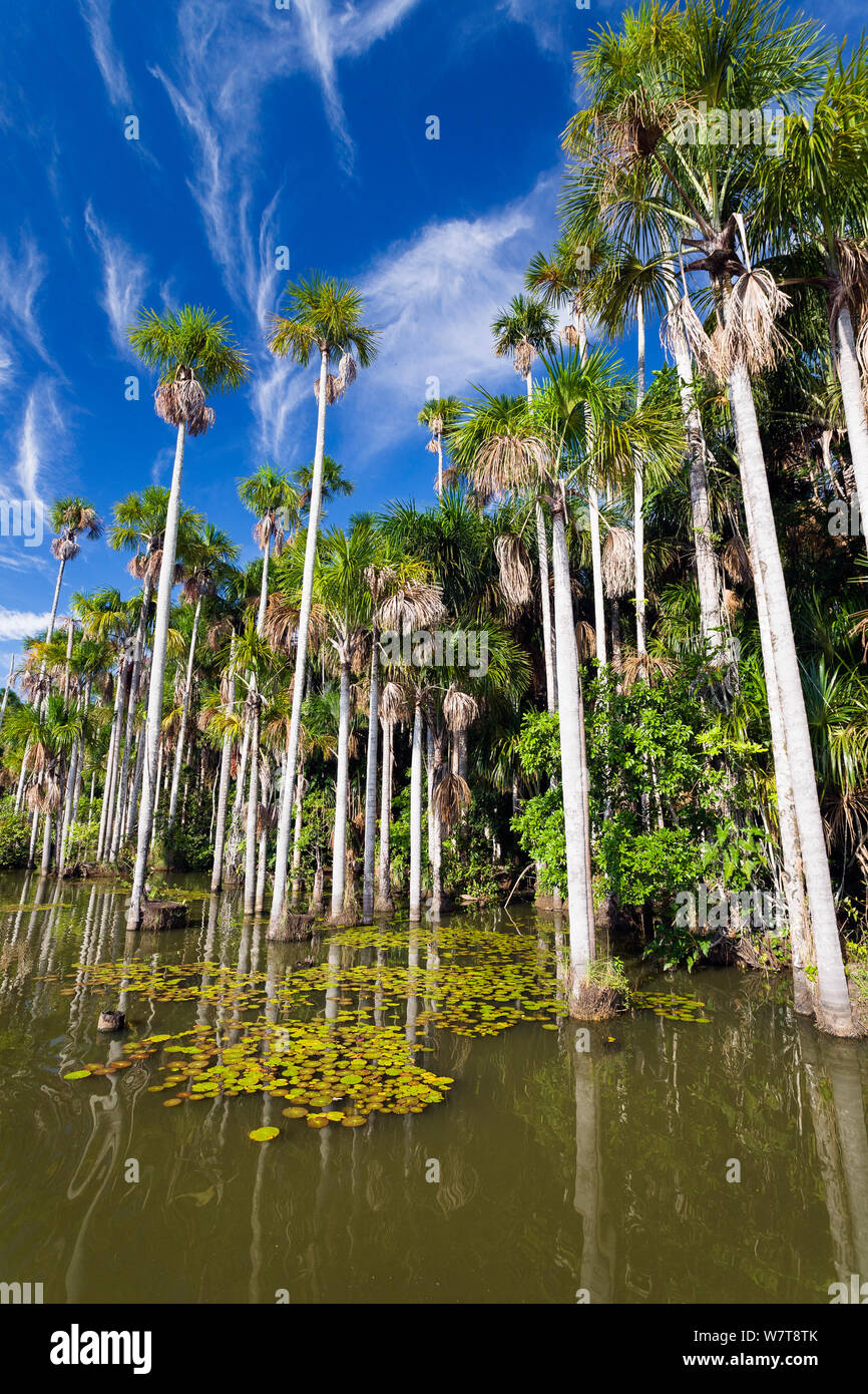 Mauriti Palm Trees (Mauritia flexuosa) at Sandoval Lake,  Tambopata National Reserve, Peru, South America. Stock Photo