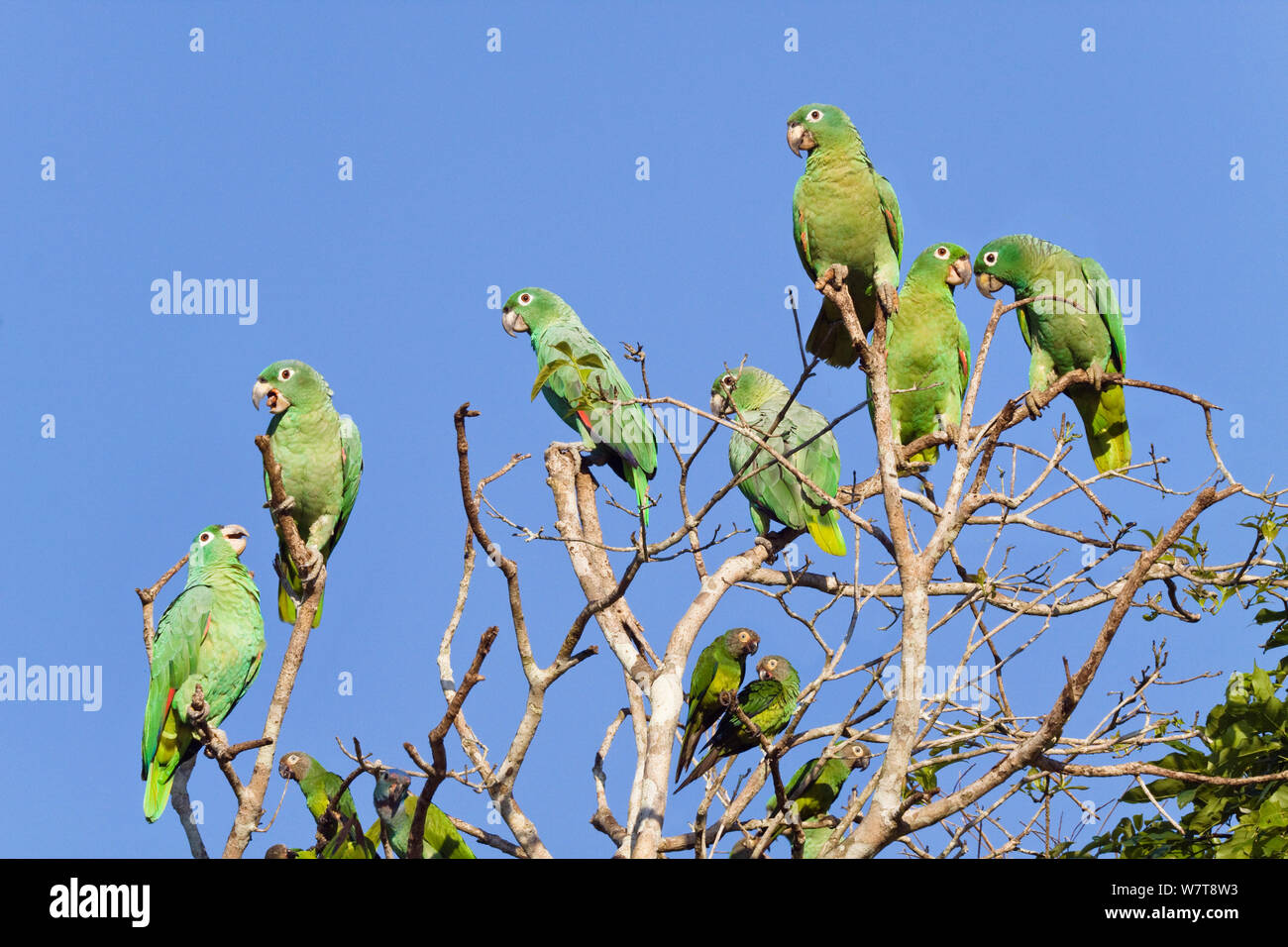 Mealy Amazons (Amazona farinosa farinosa) and Dusky-headed Parakeets (Aratinga weddellii) Tambopata National Reserve, Peru, South America. Stock Photo