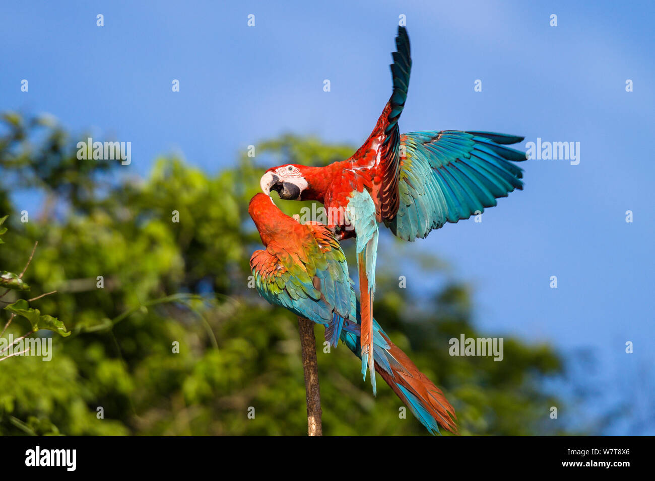Red And Green Macaws Ara Chloroptera High Resolution Stock Photography