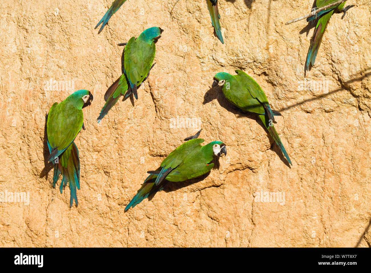 Chestnut-fronted Macaws (Ara severa) at clay lick, Tambopata National Reserve, Peru, South America. Stock Photo