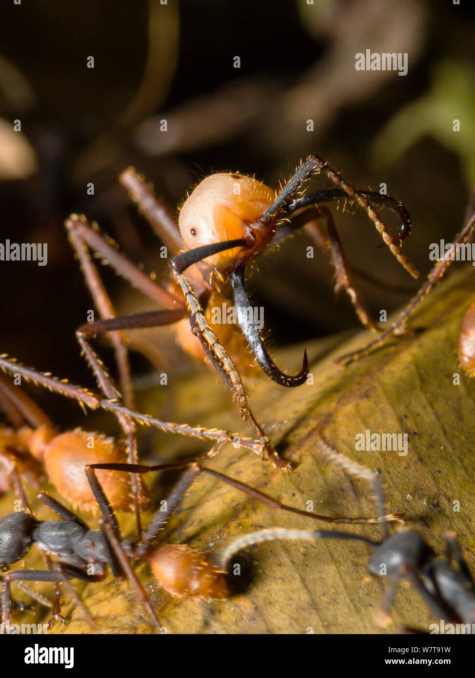 Army Ant (Eciton burchelli) soldier, in rainforest at Tambopata river, Tambopata National Reserve, Peru, South America. Stock Photo