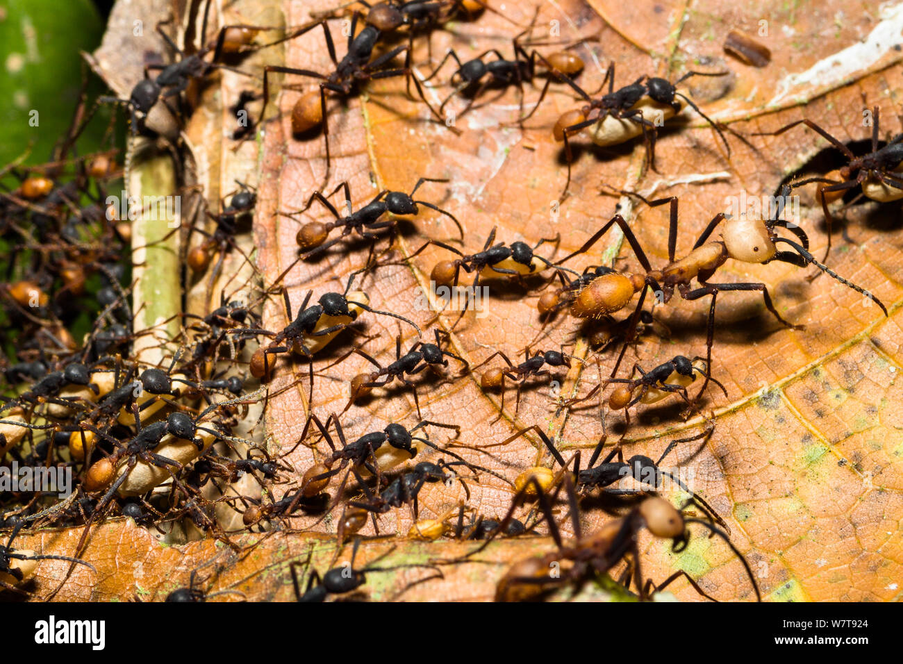 Army Ants (Eciton burchelli) workers carrying pupae during migration phase with large soldier ant, in rainforest at Tambopata river, Tambopata National Reserve, Peru, South America. Stock Photo