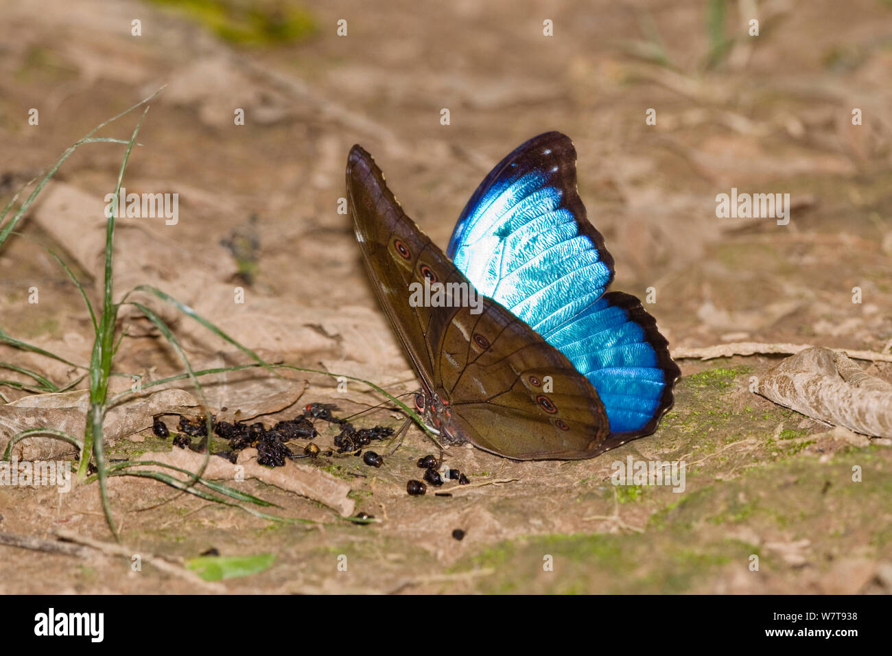 Menelaus Blue Morpho (Morpho menelaus) puddling at dead insect bodies, butterfly in rainforest, Tambopata Reserve, Peru, South America. Stock Photo