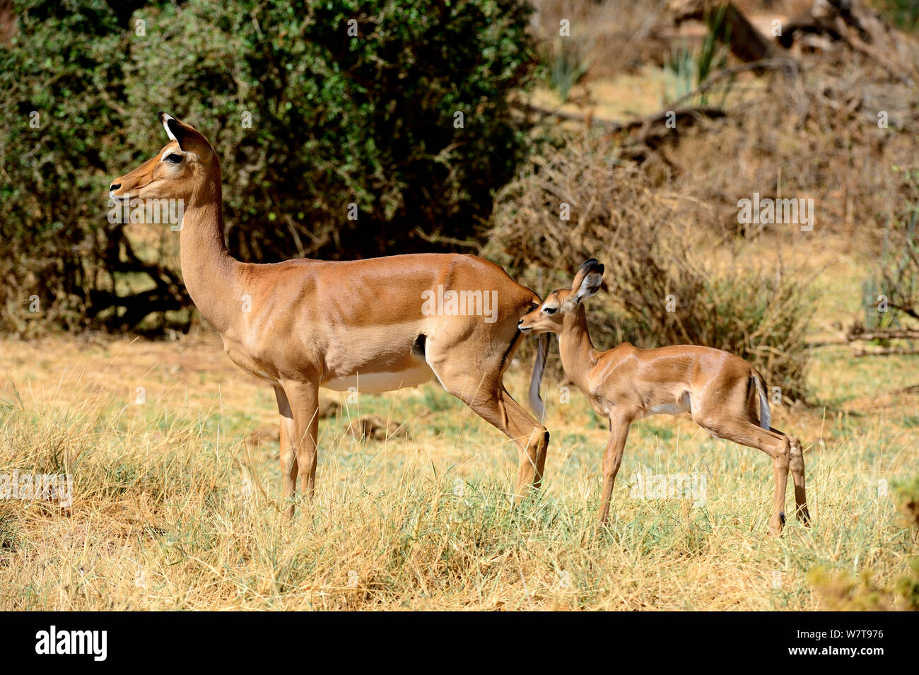 Impala mother and calf hi-res stock photography and images - Alamy