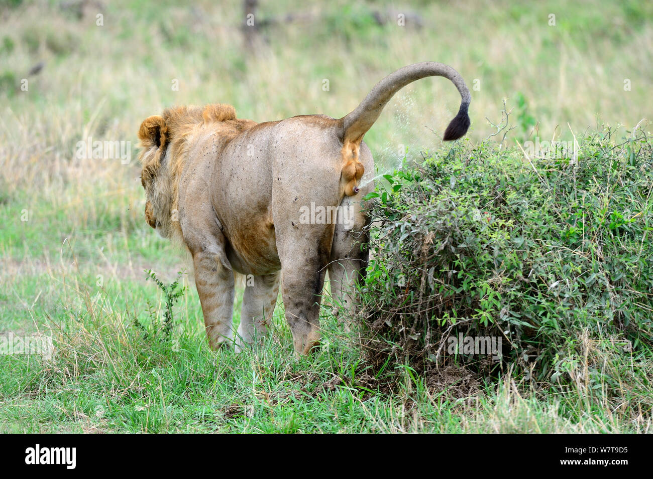 Male Lion (Panthera leo) scent marking by spraying urine Masai Mara
