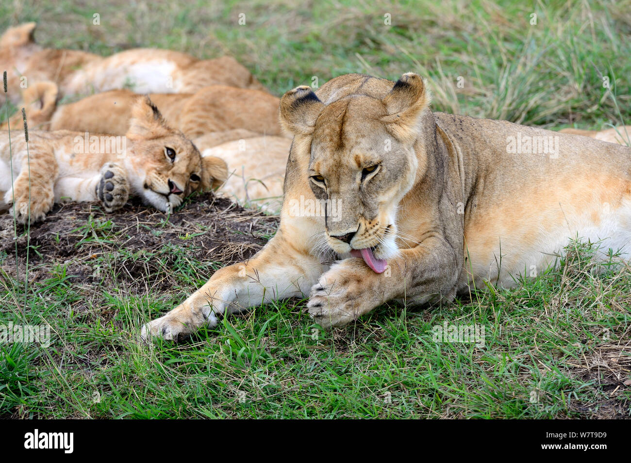 Lioness (Panthera leo) and cub grooming, Masai Mara National Reserve ...