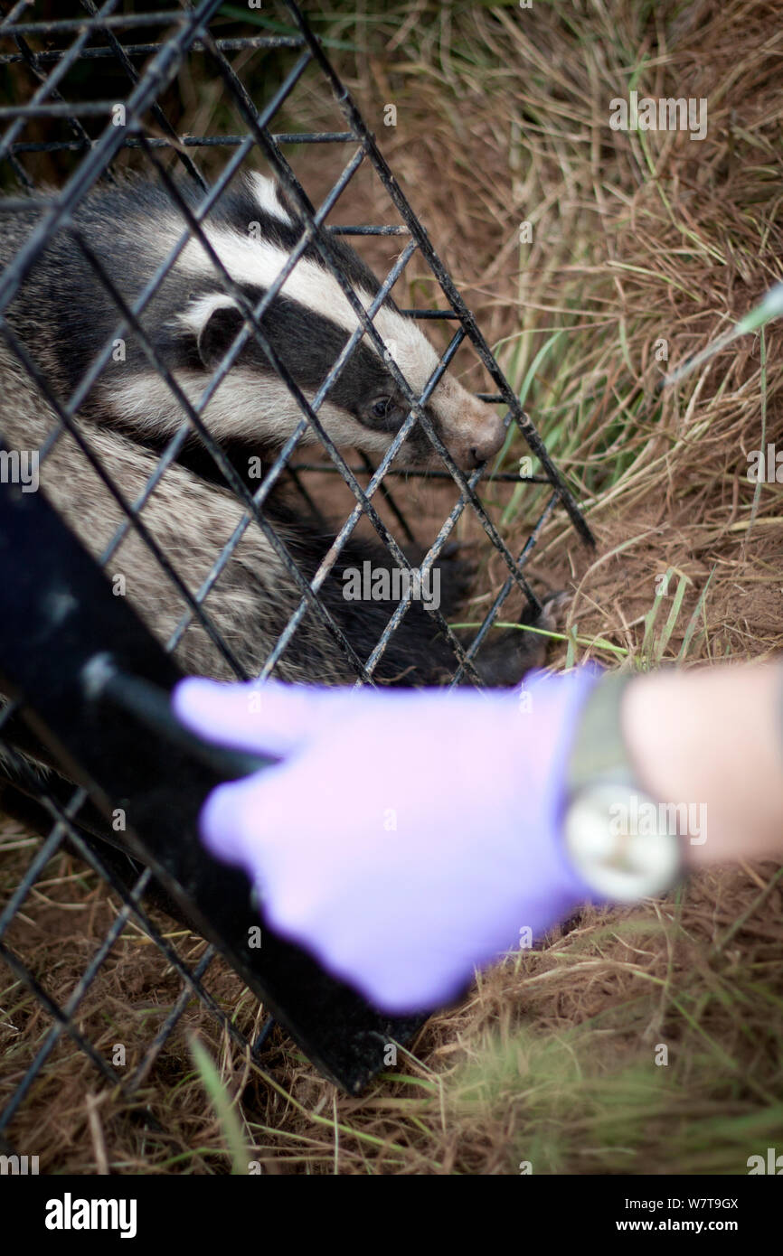 Badger (Meles meles) just before release after being given bovine TB vaccine by Wildlife Trust in south Cheshire. May, 2013. Stock Photo